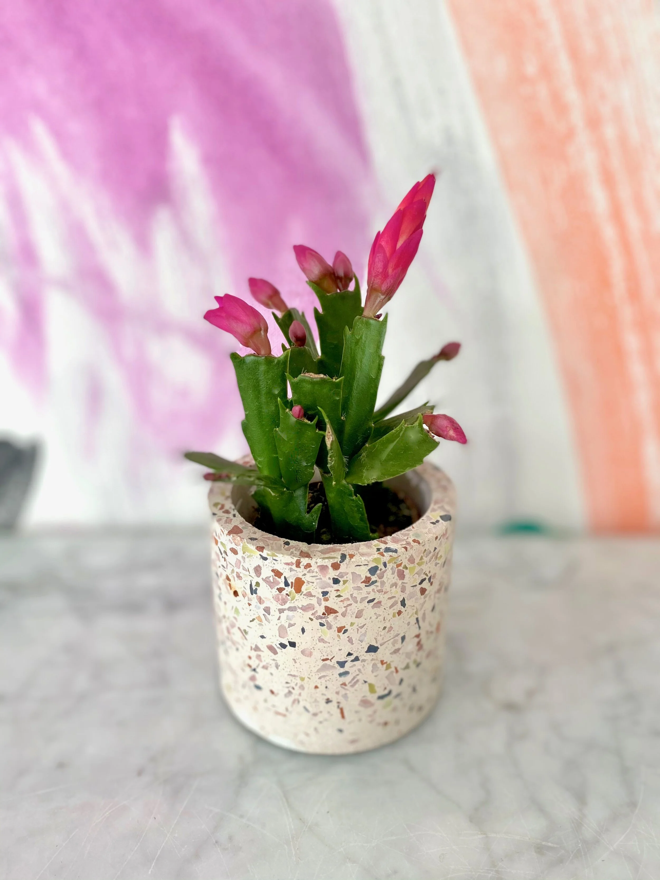 Zygo Cactus — The Tender Gardener